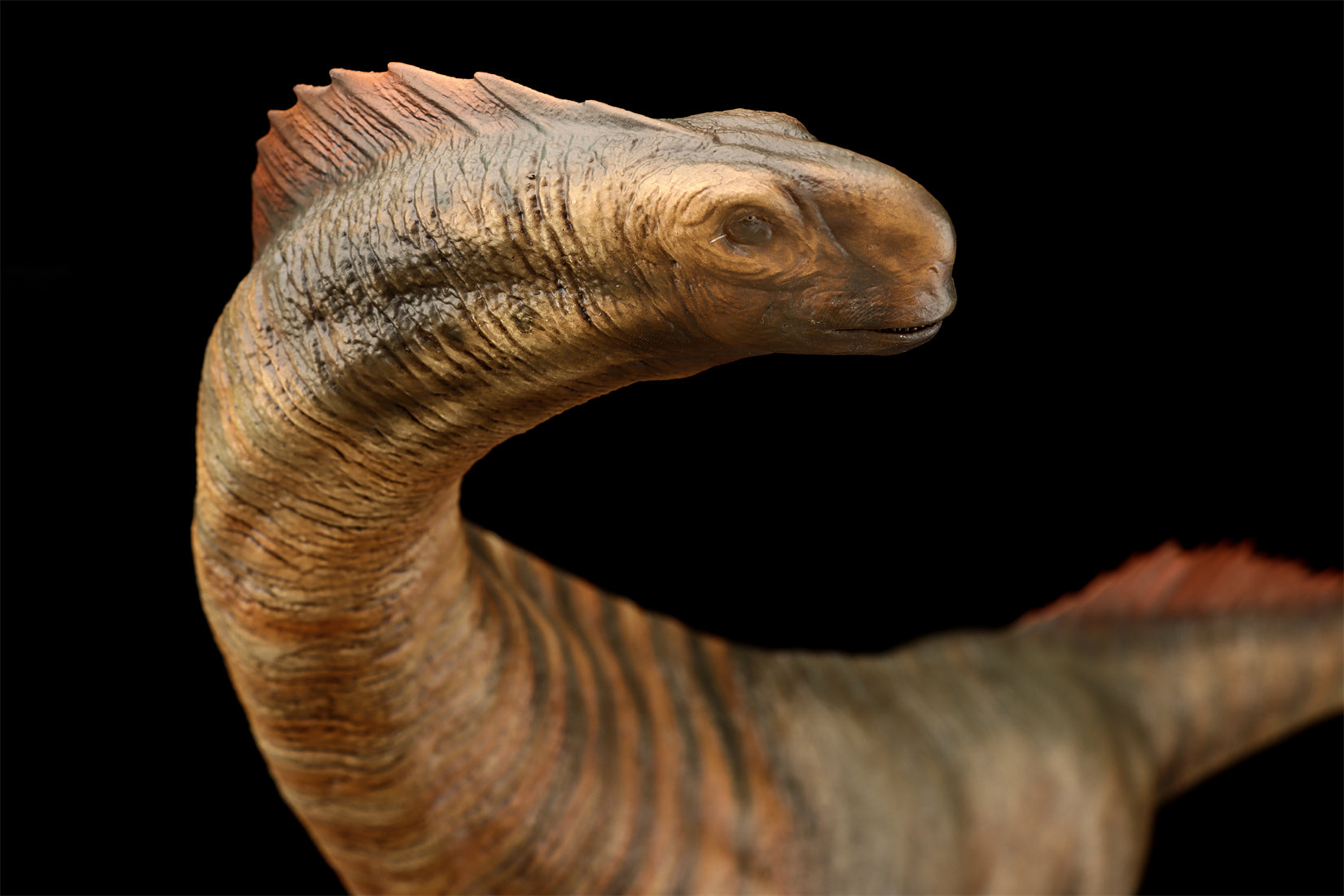 DINO DREAM 1:30 Scale Titanosaurus Model