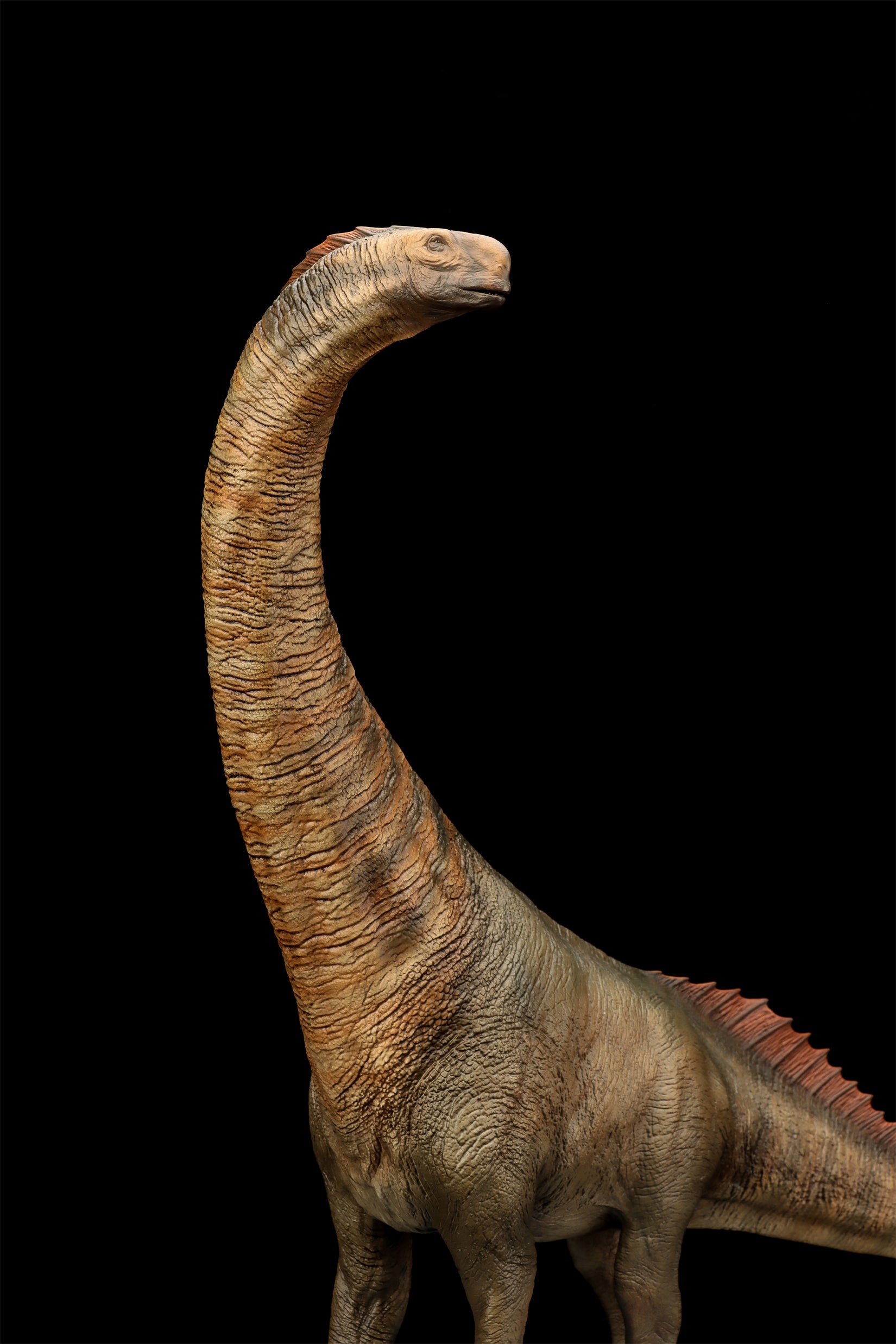 DINO DREAM 1:30 Scale Titanosaurus Model