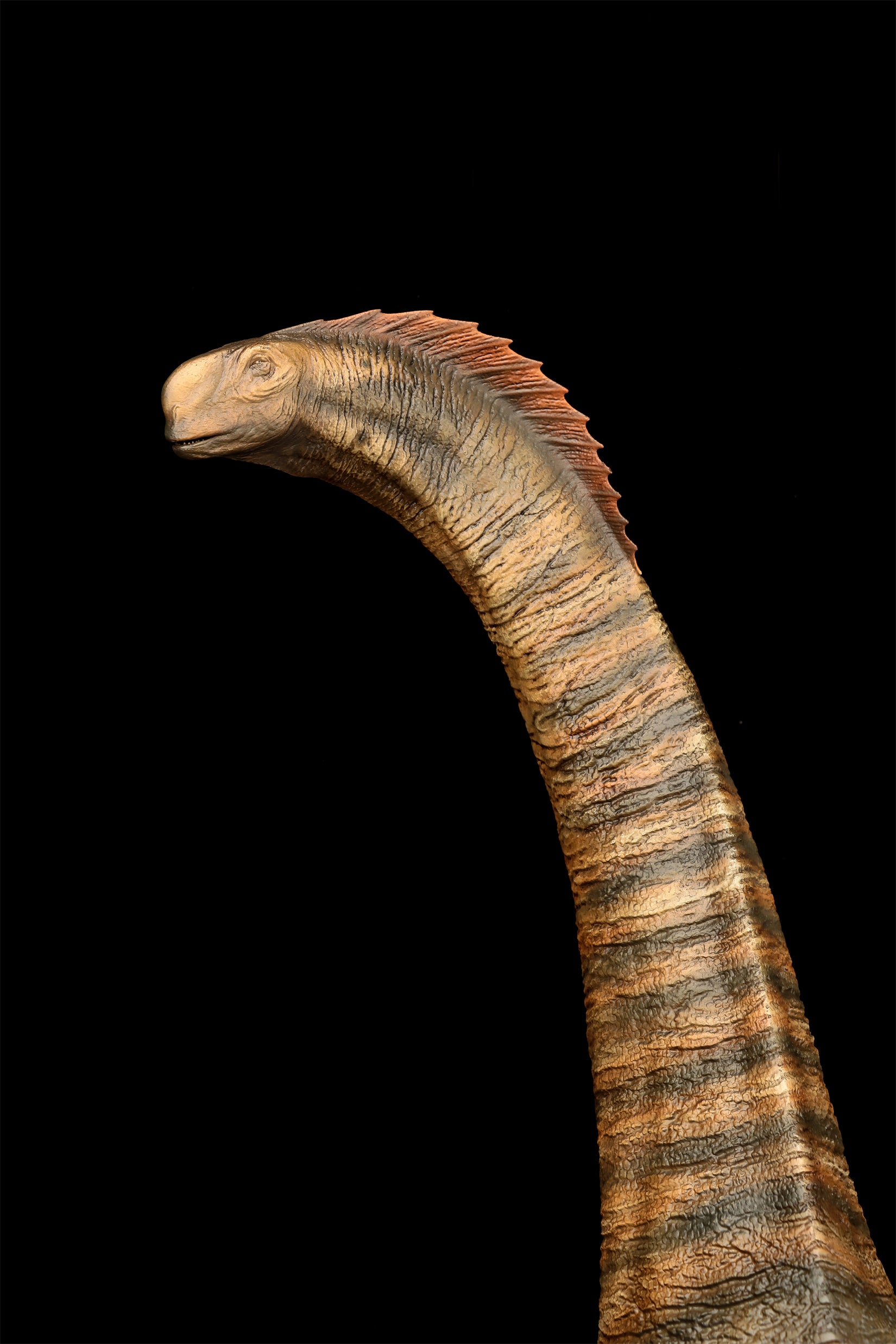 DINO DREAM 1:30 Scale Titanosaurus Model