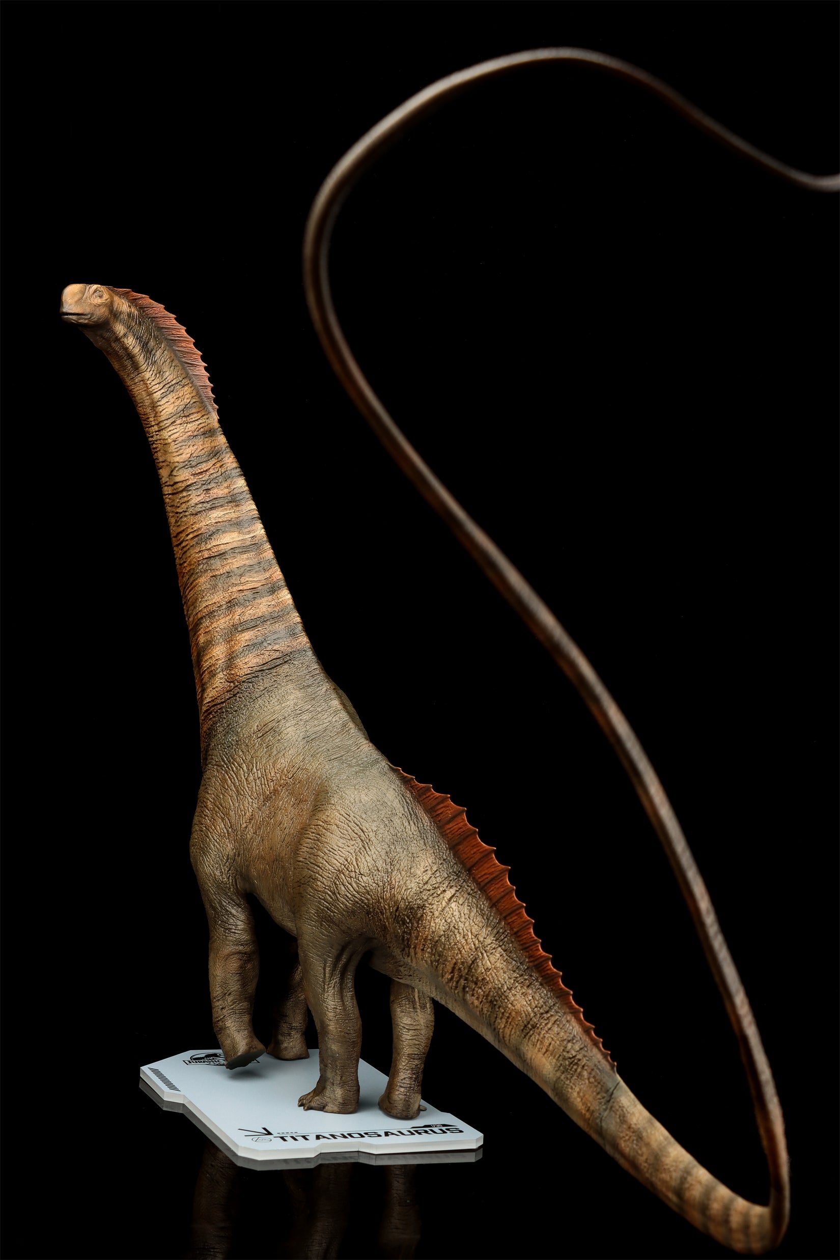 DINO DREAM 1:30 Scale Titanosaurus Model