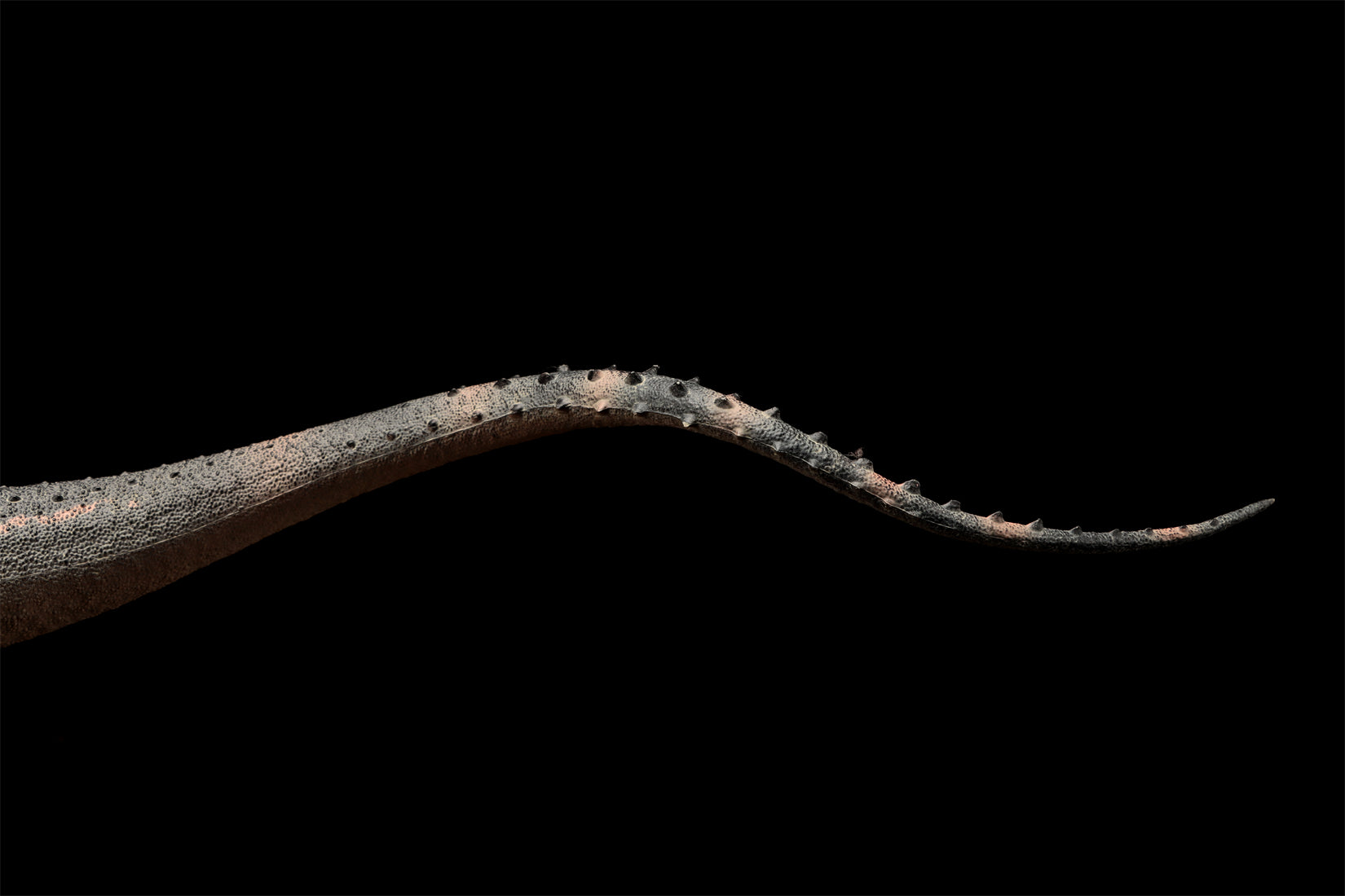 HAOLONGGOOD 1:35 Scale Argentinosaurus Model