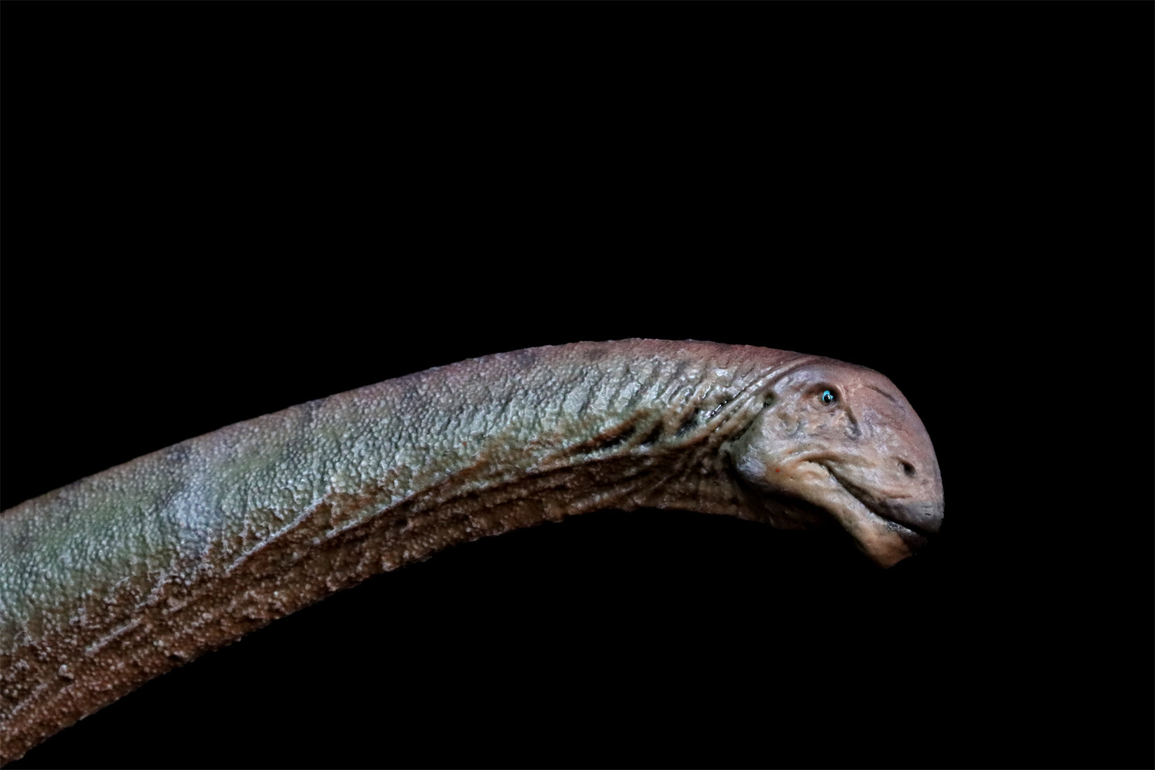 HAOLONGGOOD 1:35 Scale Mamenchisaurus Model