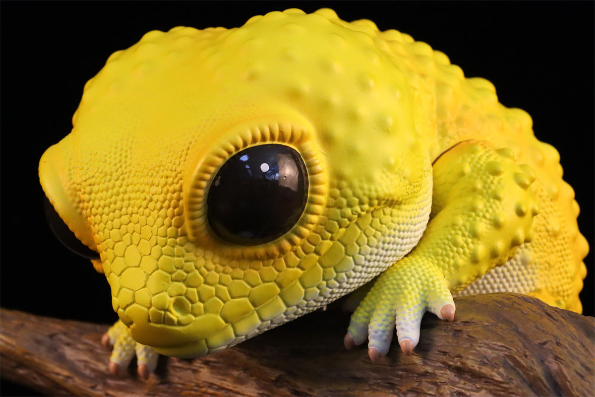 Wall lizard Plus Limited Model