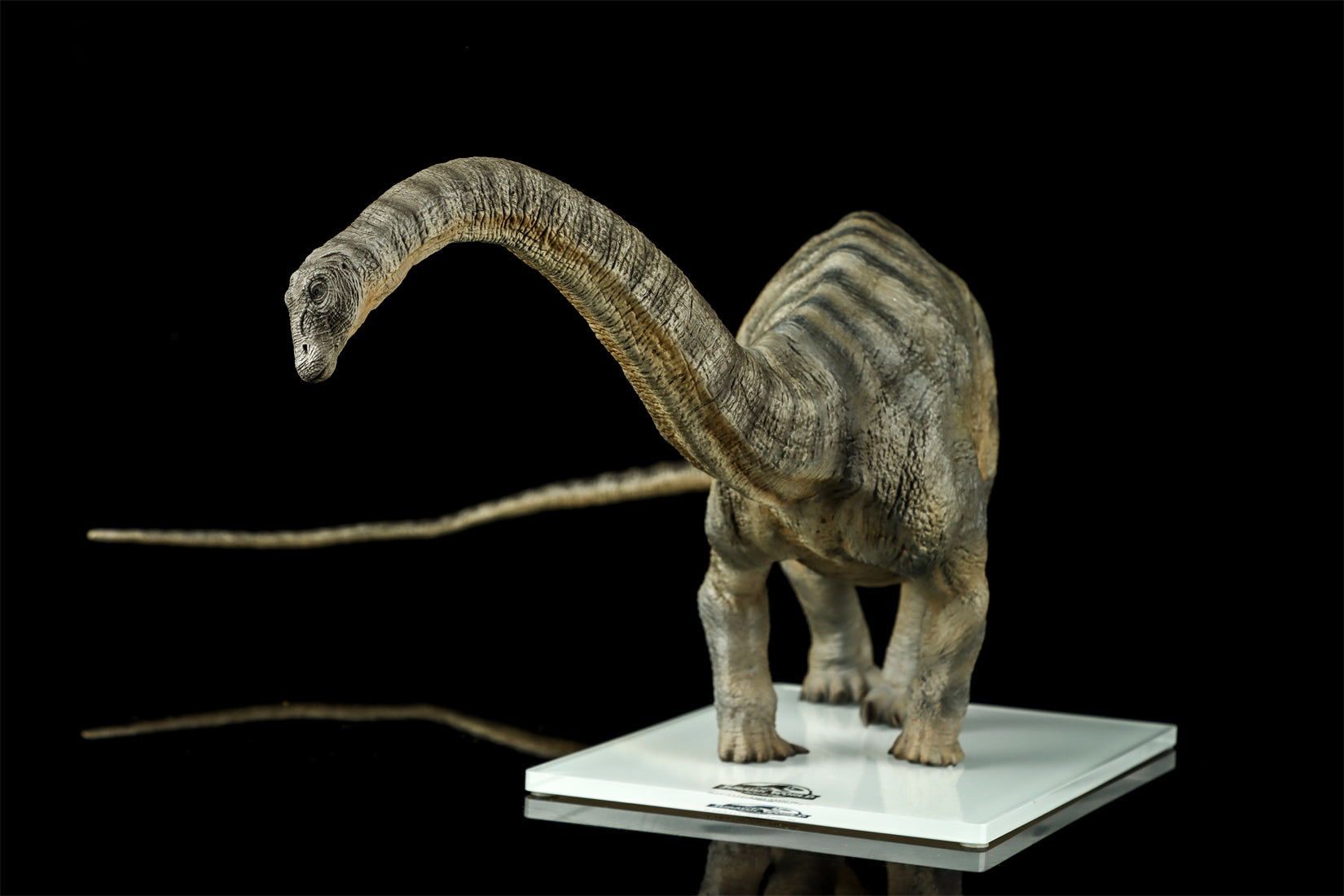 DINO DREAM 1:30 Scale Apatosaurus Model