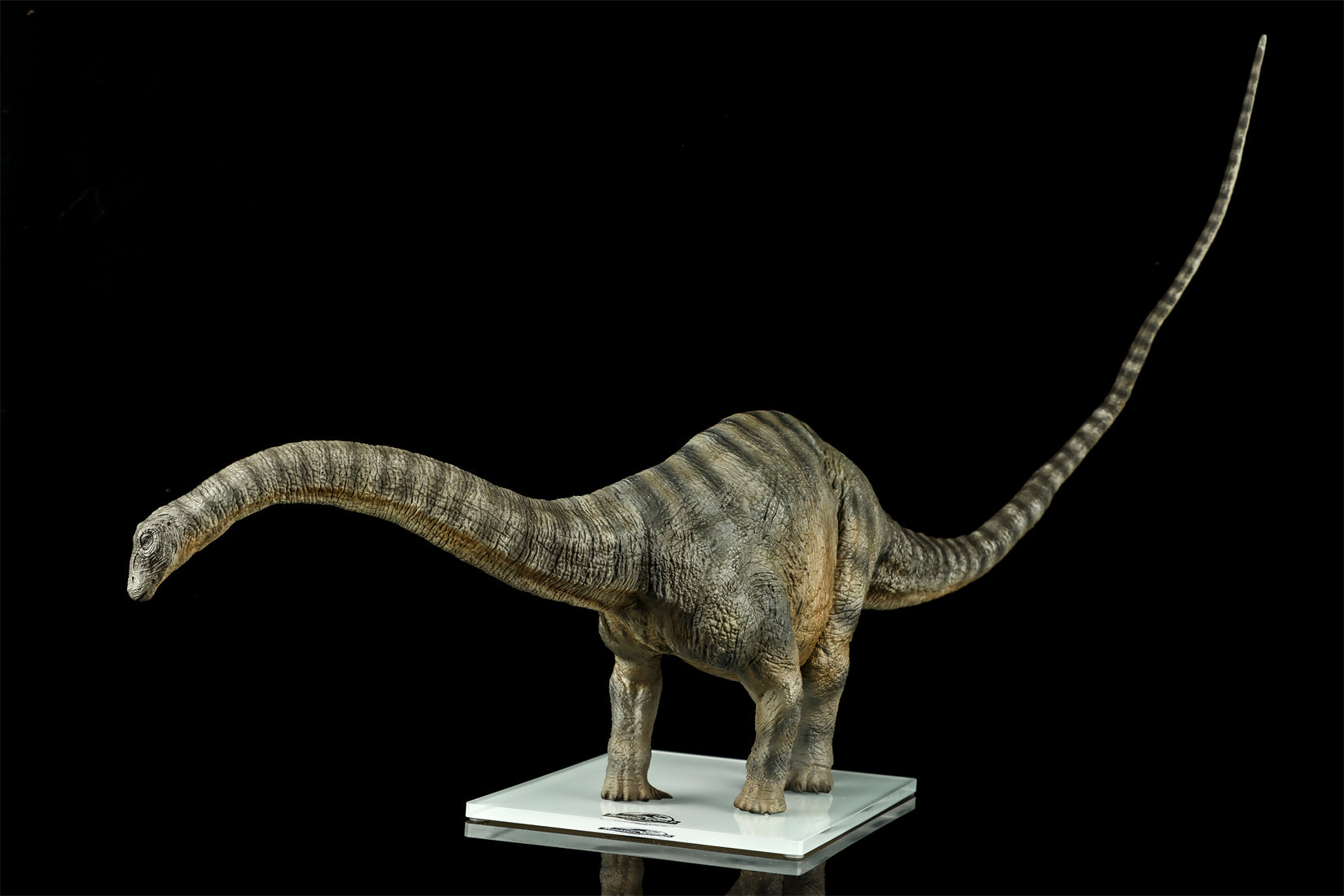 DINO DREAM 1:30 Scale Apatosaurus Model