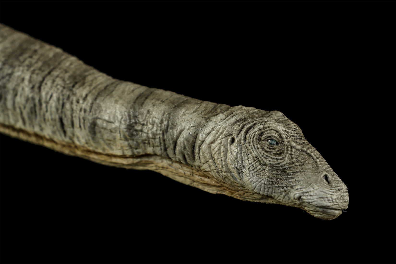 DINO DREAM 1:30 Scale Apatosaurus Model