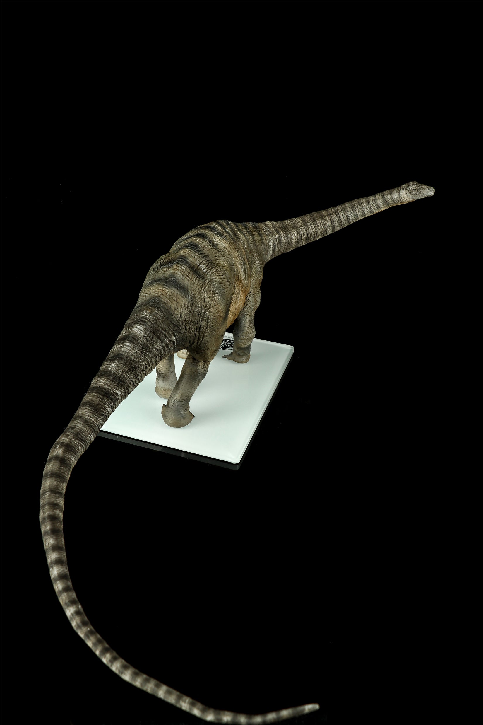 DINO DREAM 1:30 Scale Apatosaurus Model