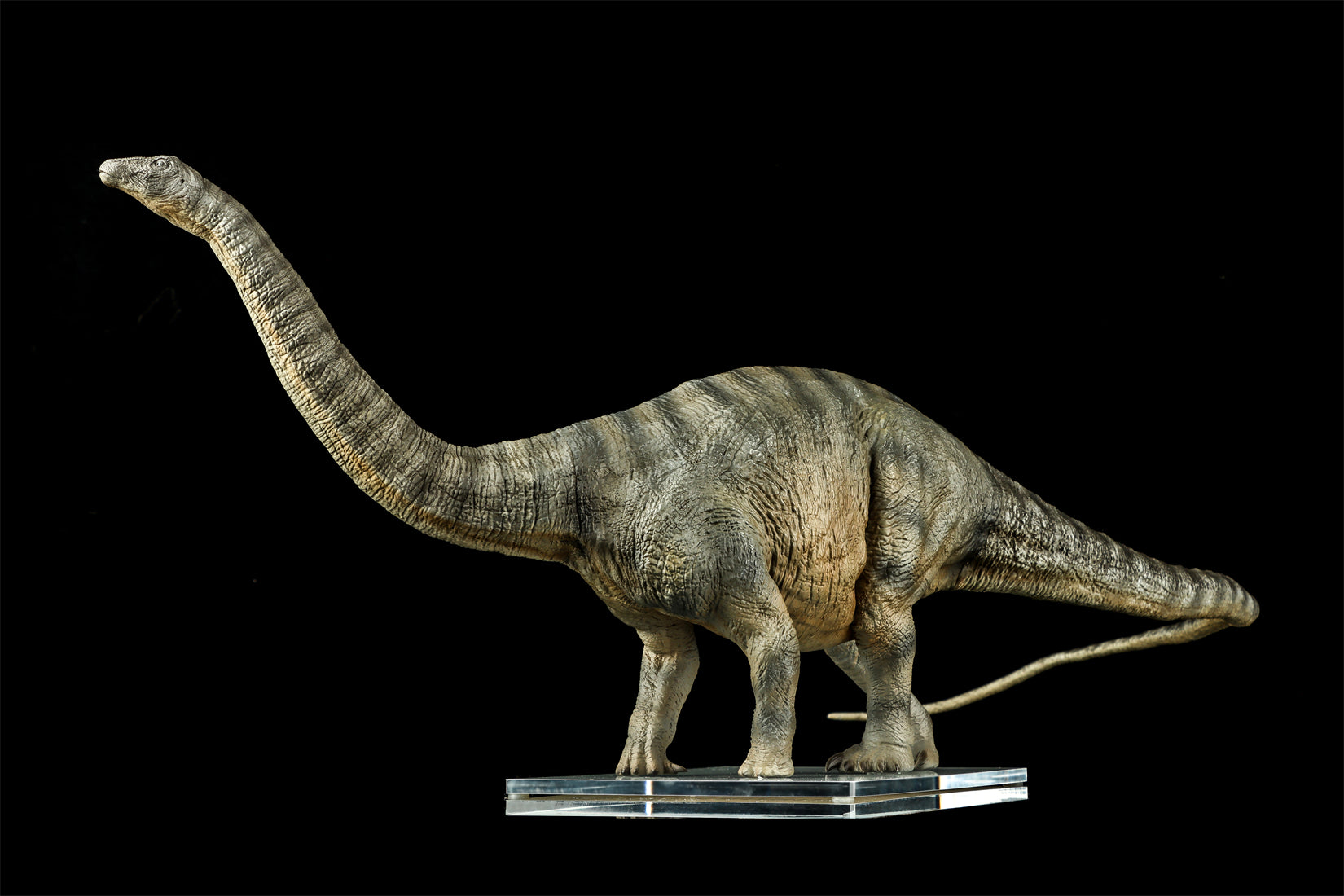 DINO DREAM 1:30 Scale Apatosaurus Model