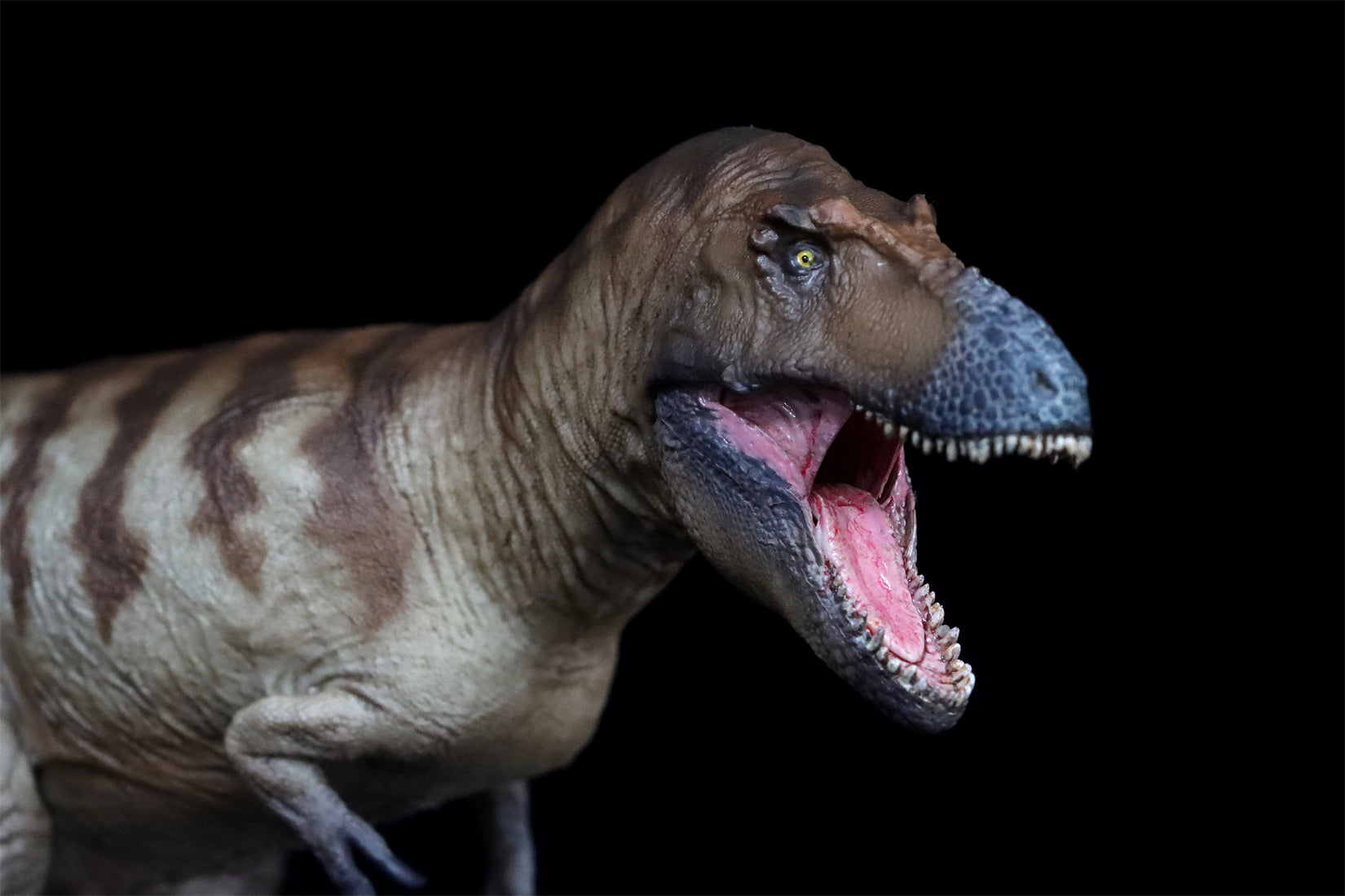 PNSO Daspletosaurus Cole Model