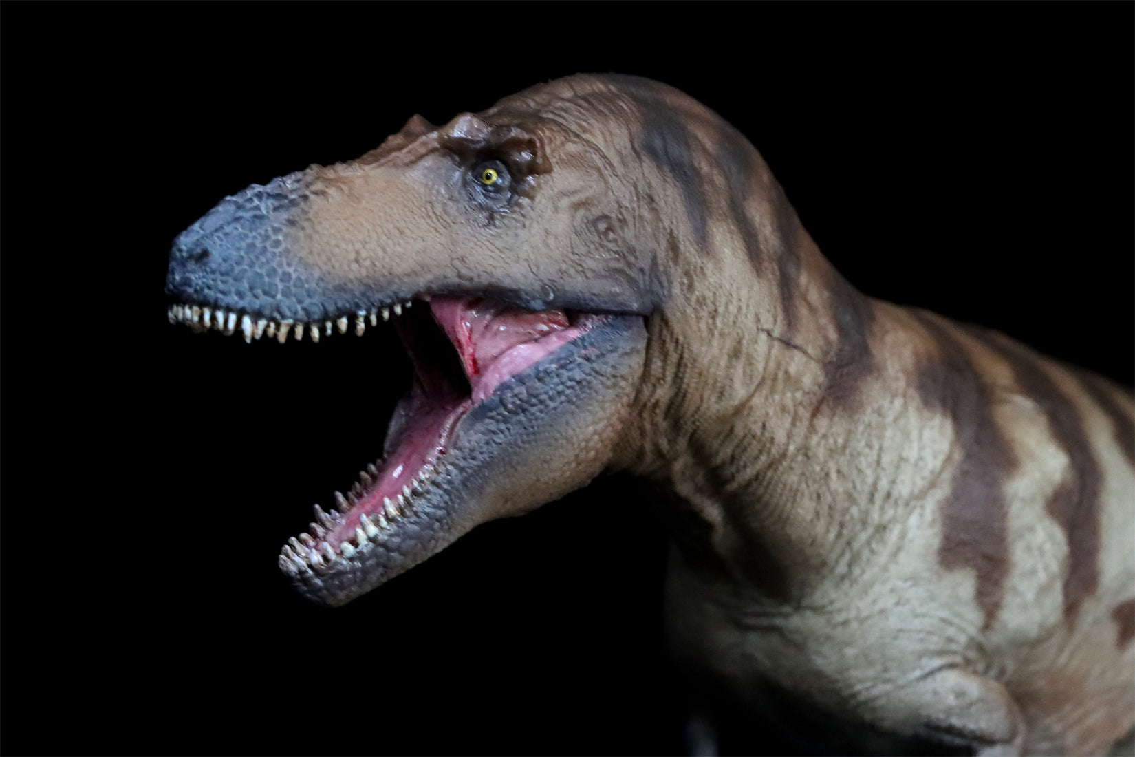 PNSO Daspletosaurus Cole Model