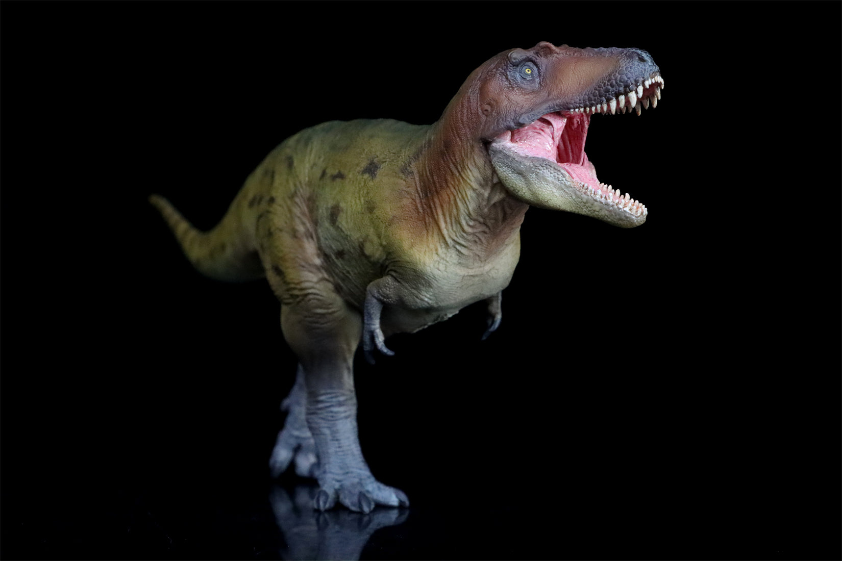 PNSO Lythronax Keynes Model