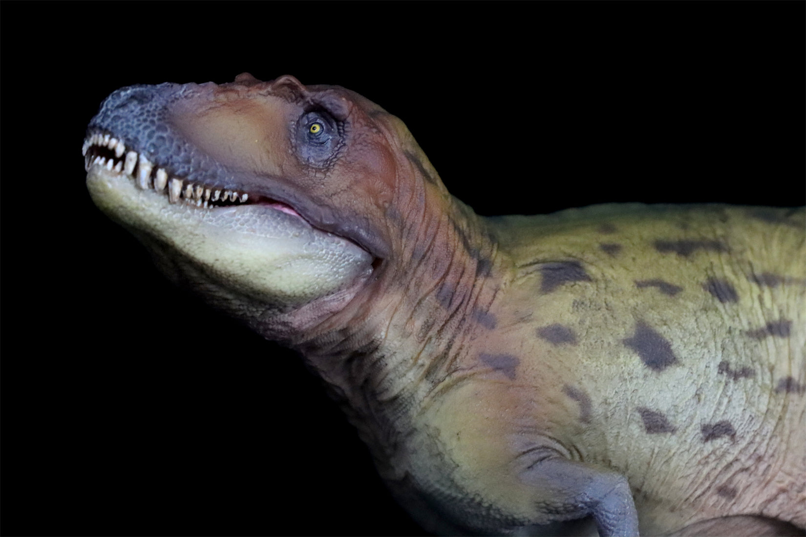 PNSO Lythronax Keynes Model