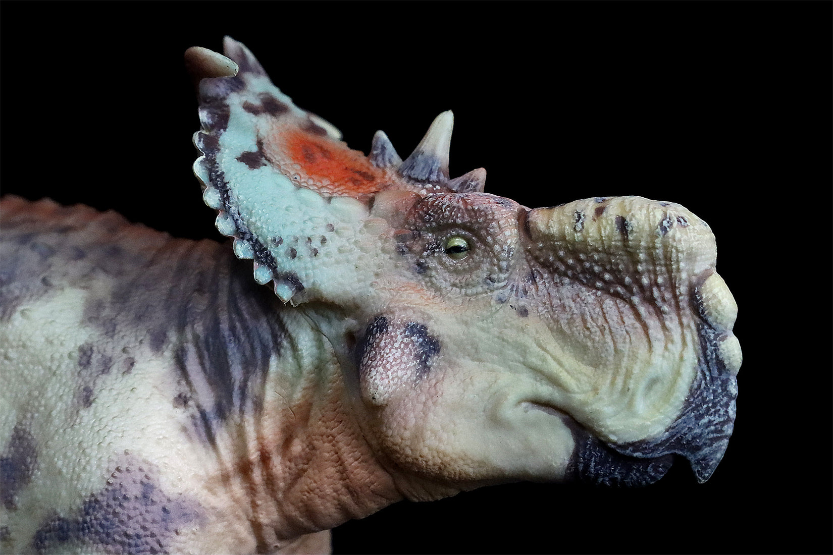 HAOLONGGOOD 1:35 Scale Pachyrhinosaurus Model