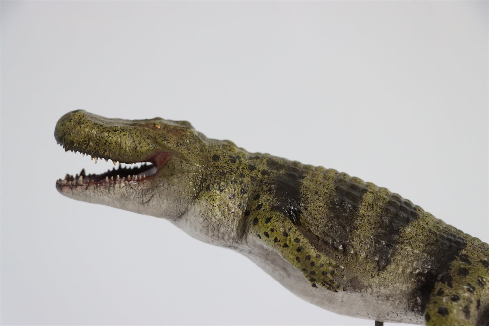 Rheic 1/35 Purussaurus Model Painted Version