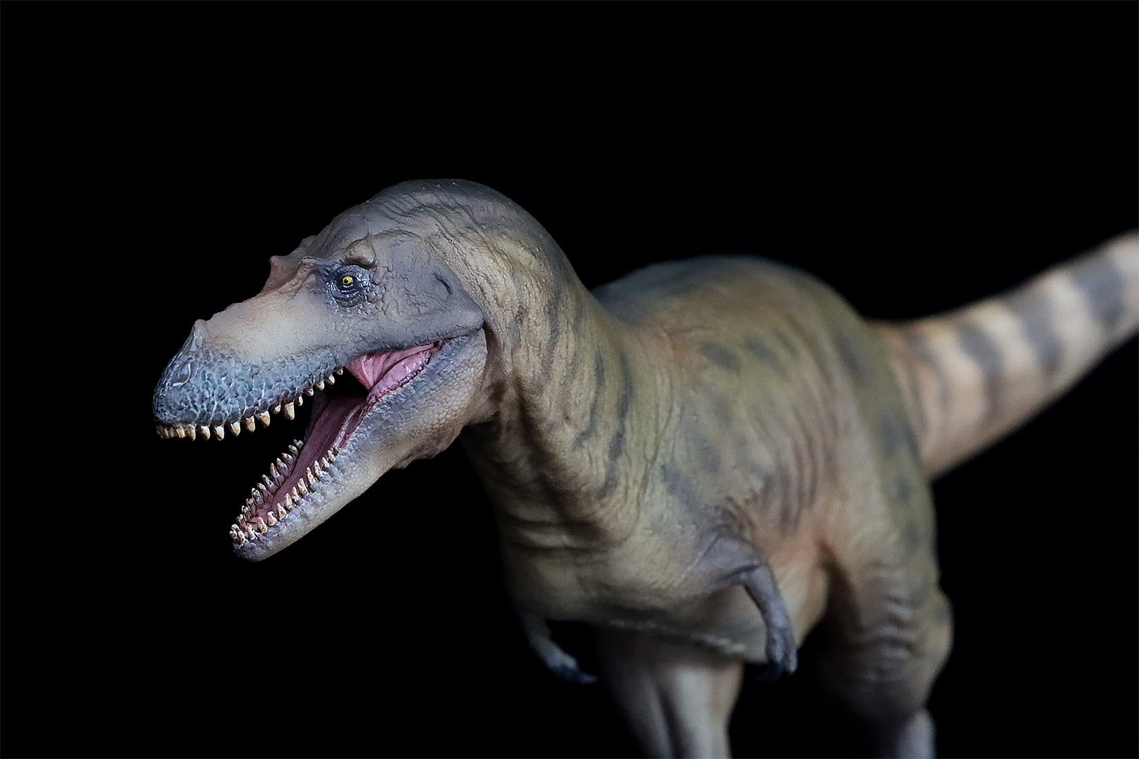 PNSO Albertosaurus Wally Model