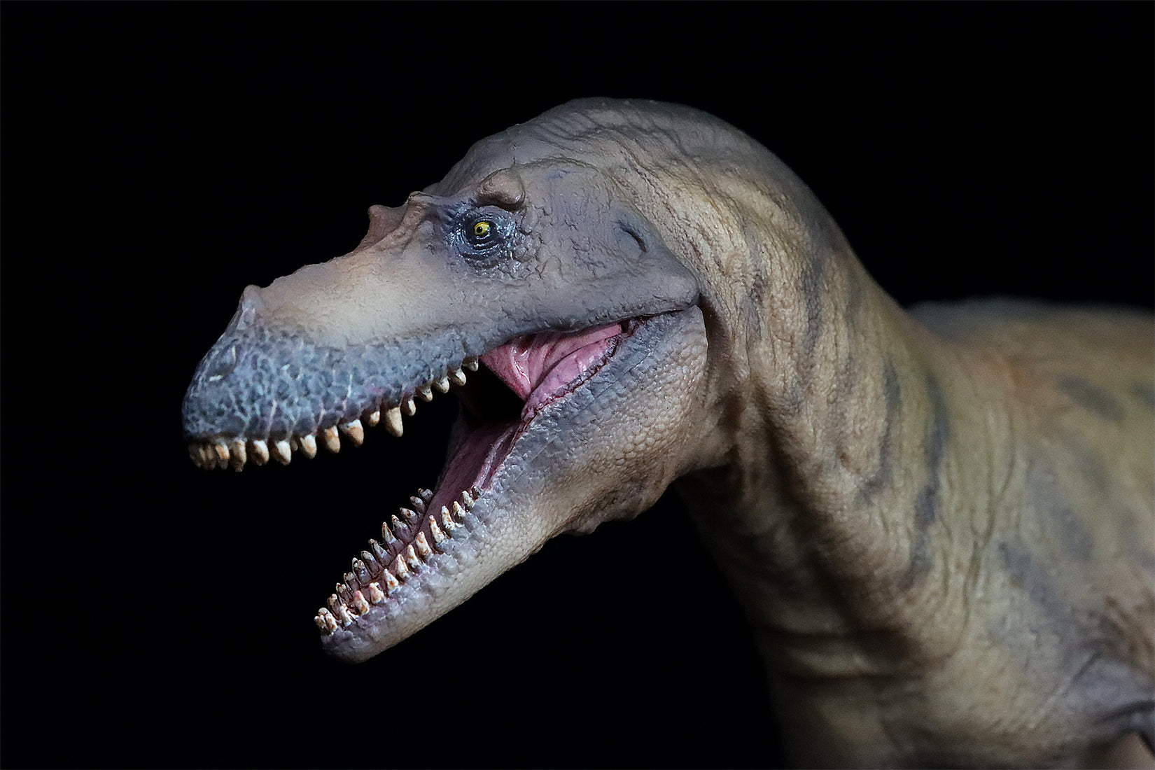 PNSO Albertosaurus Wally Model
