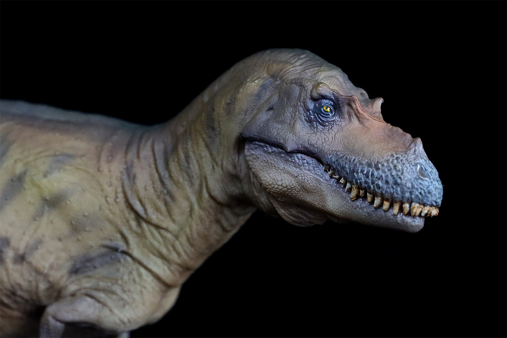 PNSO Albertosaurus Wally Model