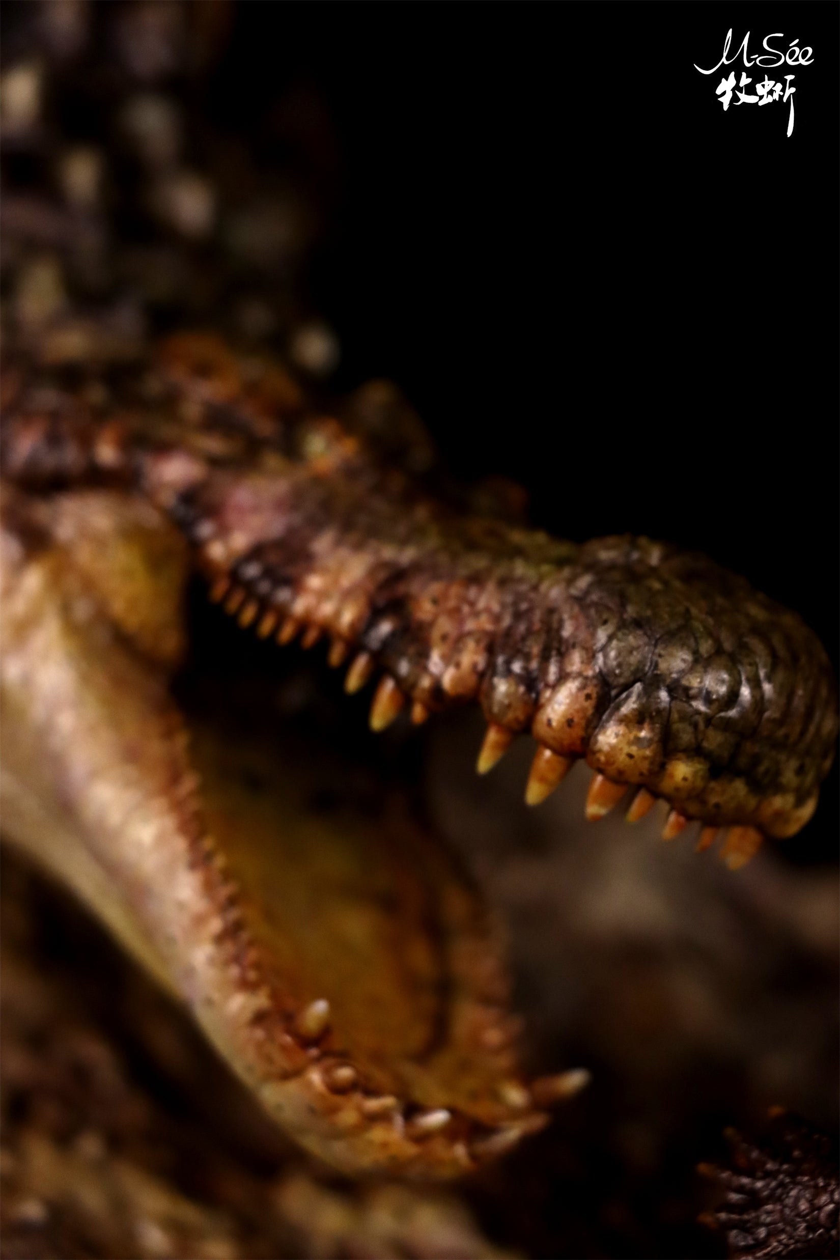 MuSee Studio Purussaurus Hunting Stupendemys Scene