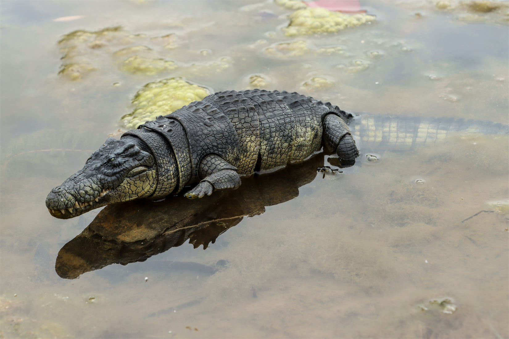 Nanmu Studio Saltwater Crocodile Action Figure