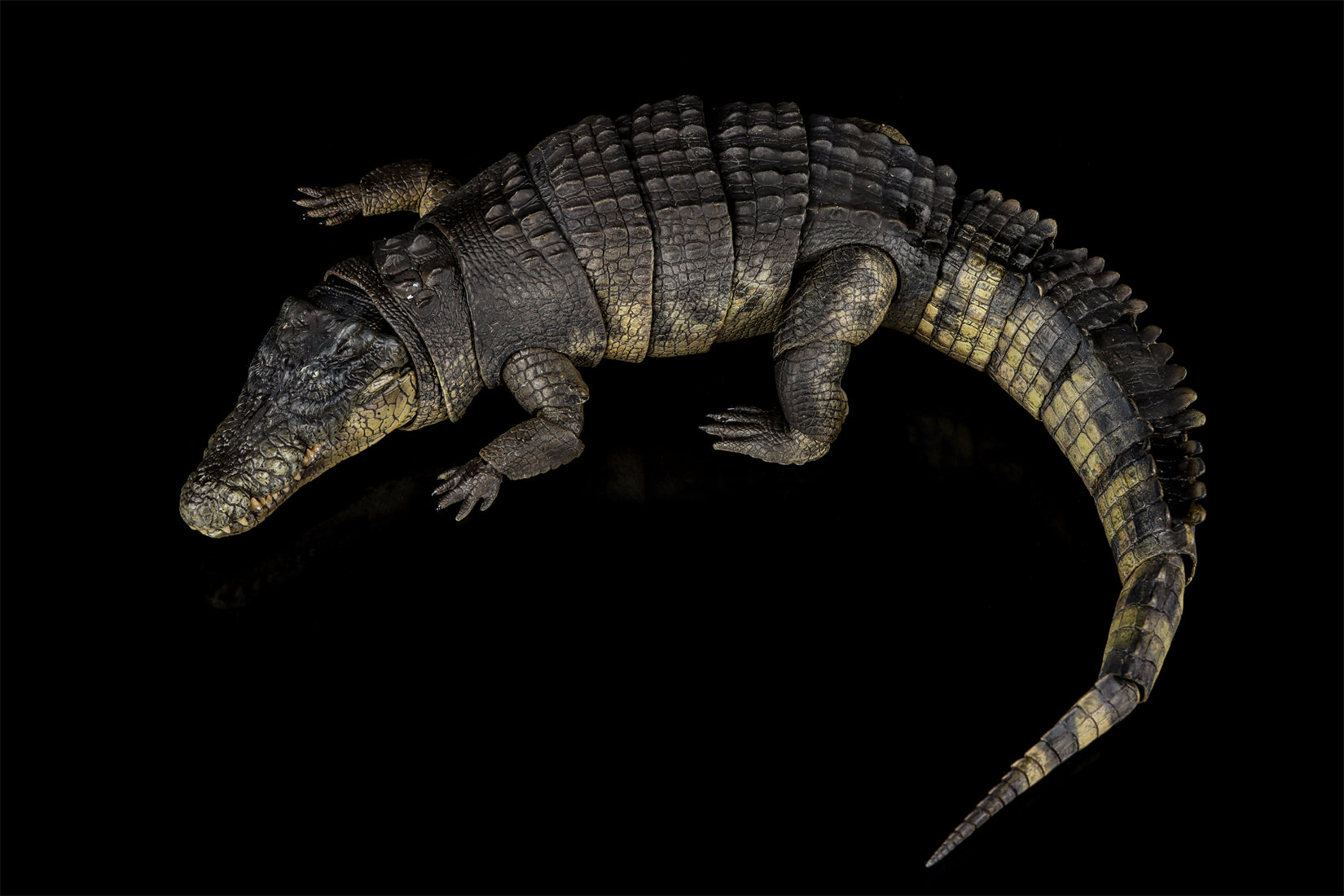 Nanmu Studio Saltwater Crocodile Action Figure