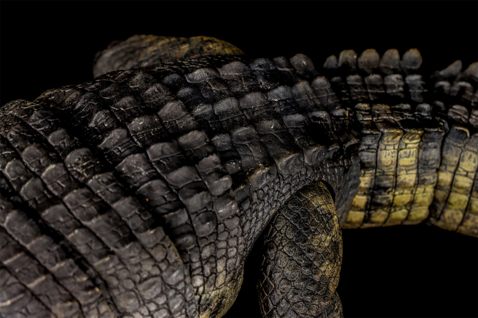 Nanmu Studio Saltwater Crocodile Action Figure
