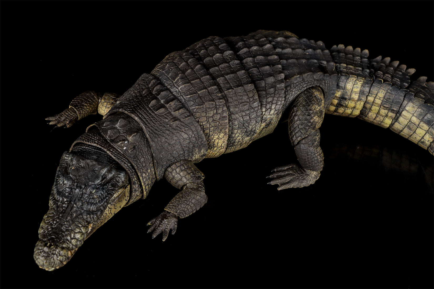 Nanmu Studio Saltwater Crocodile Action Figure