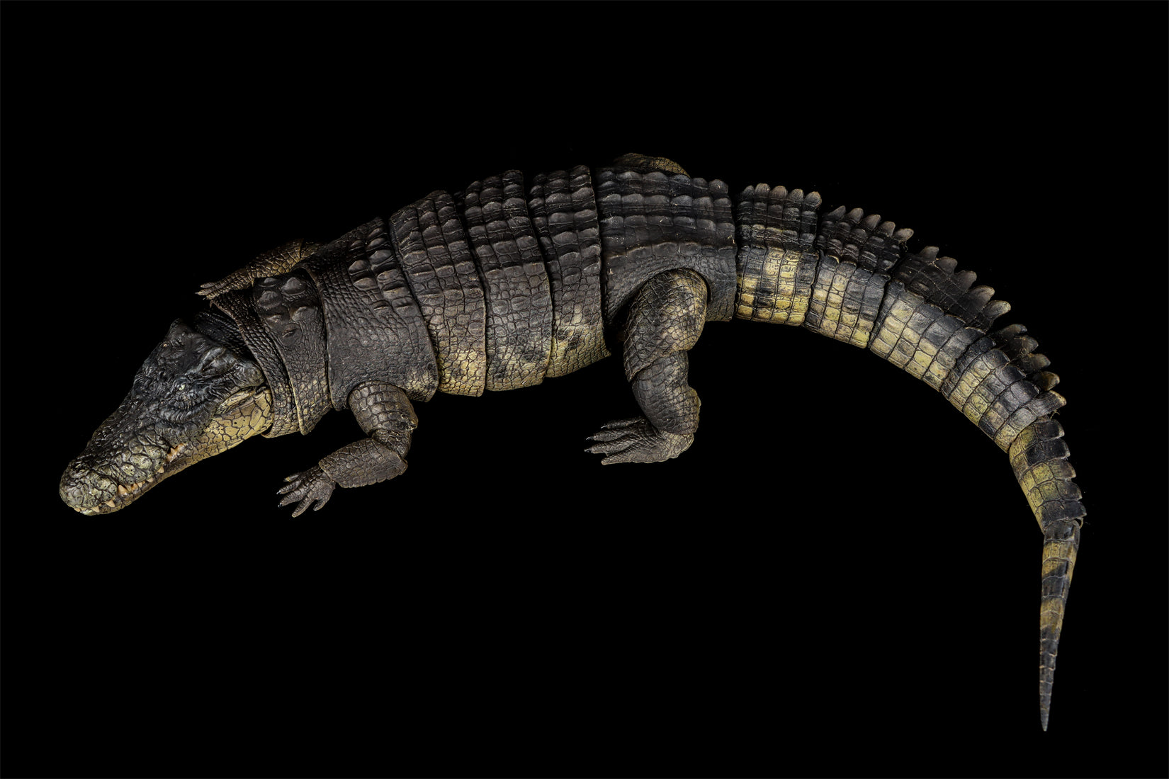 Nanmu Studio Saltwater Crocodile Action Figure