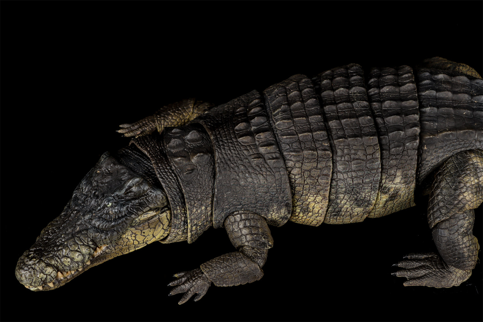 Nanmu Studio Saltwater Crocodile Action Figure