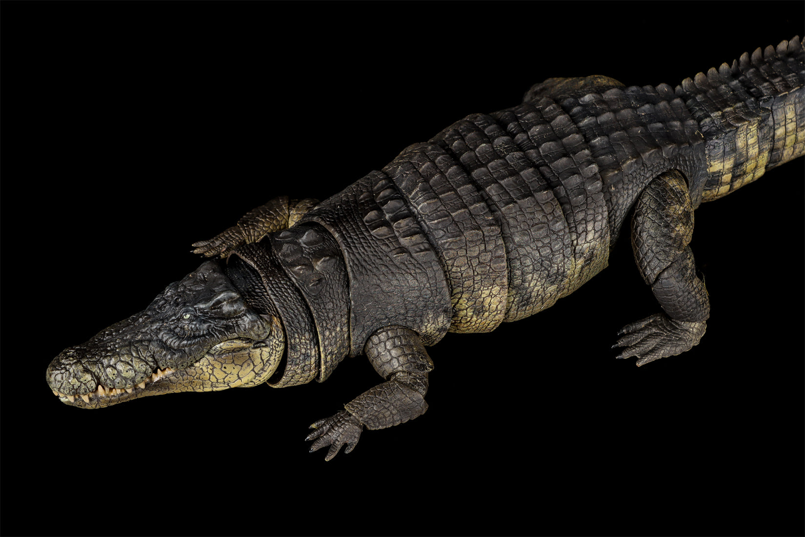 Nanmu Studio Saltwater Crocodile Action Figure