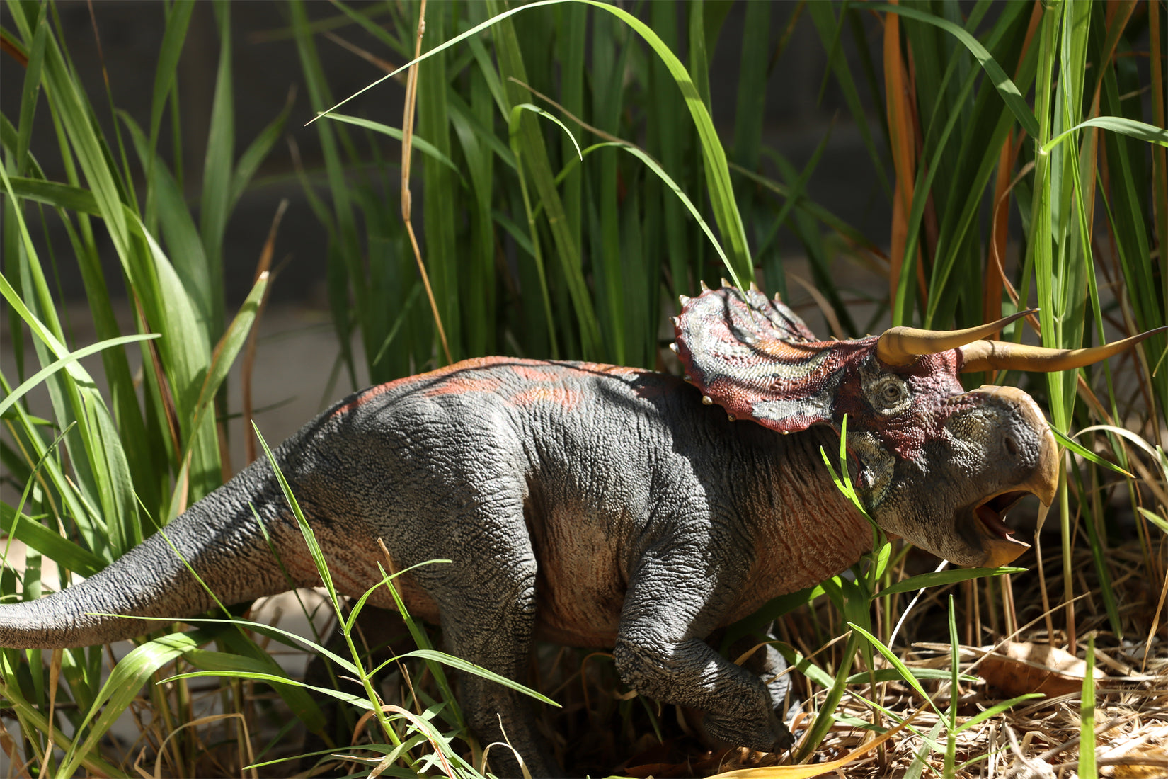 DINO DREAM 1:30 Scale Nasutoceratops Model