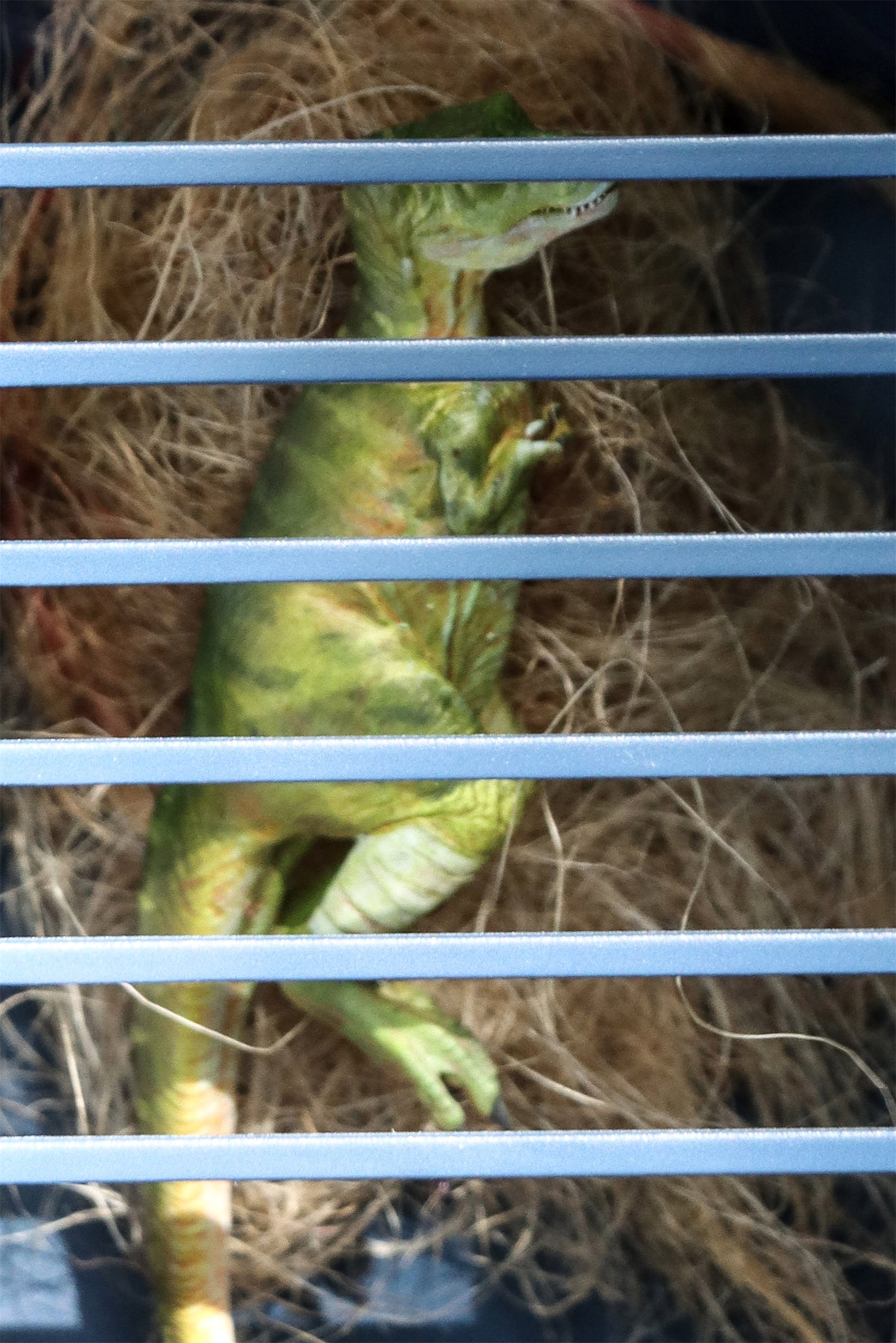 DINO DREAM 1/30 Scale Baby Trex Cage Model