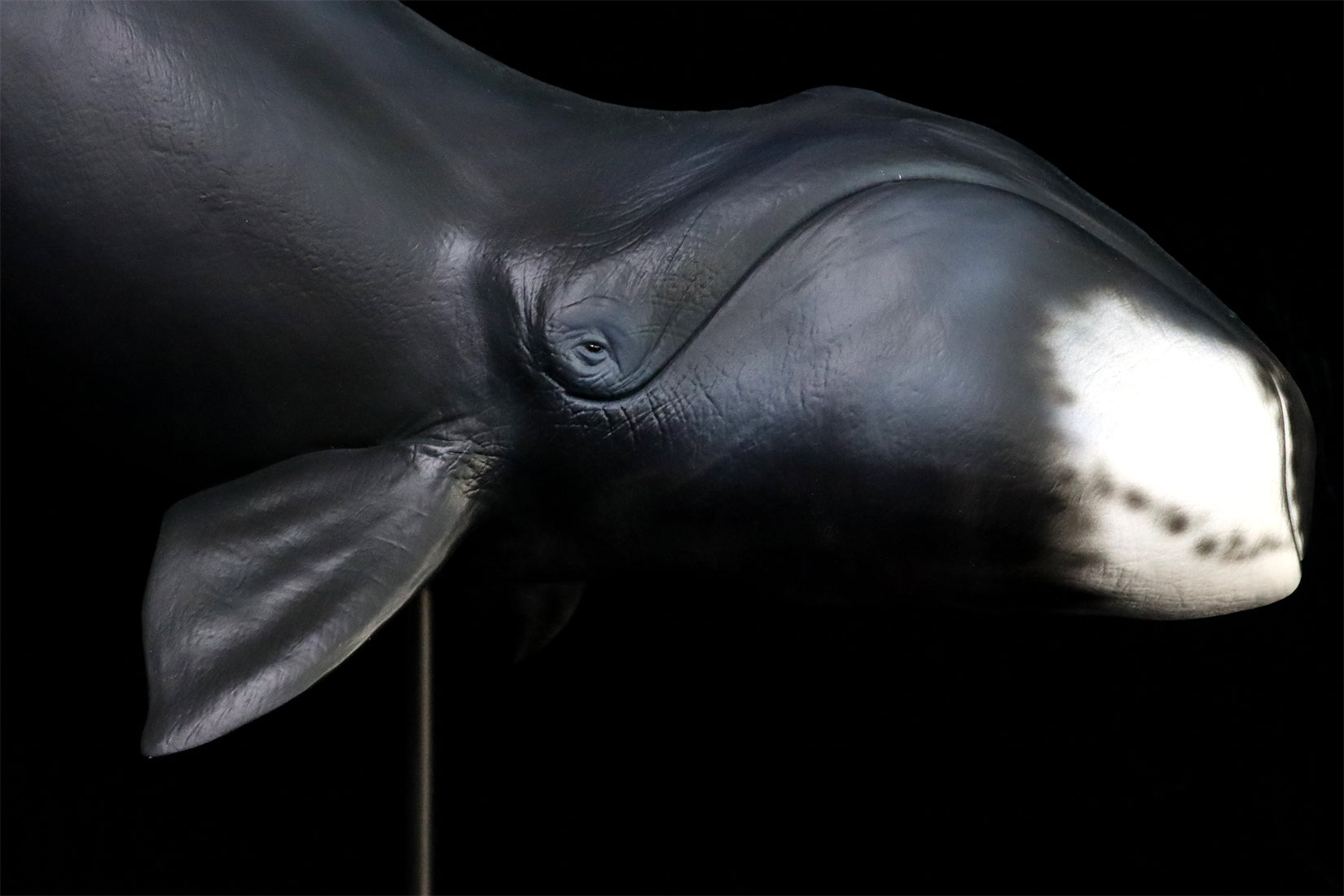 Sumeru Studio 1/35 Bowhead Whale Model