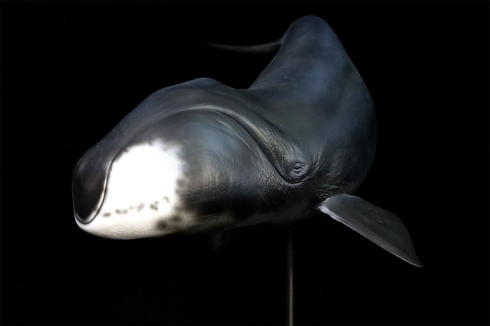 Sumeru Studio 1/35 Bowhead Whale Model