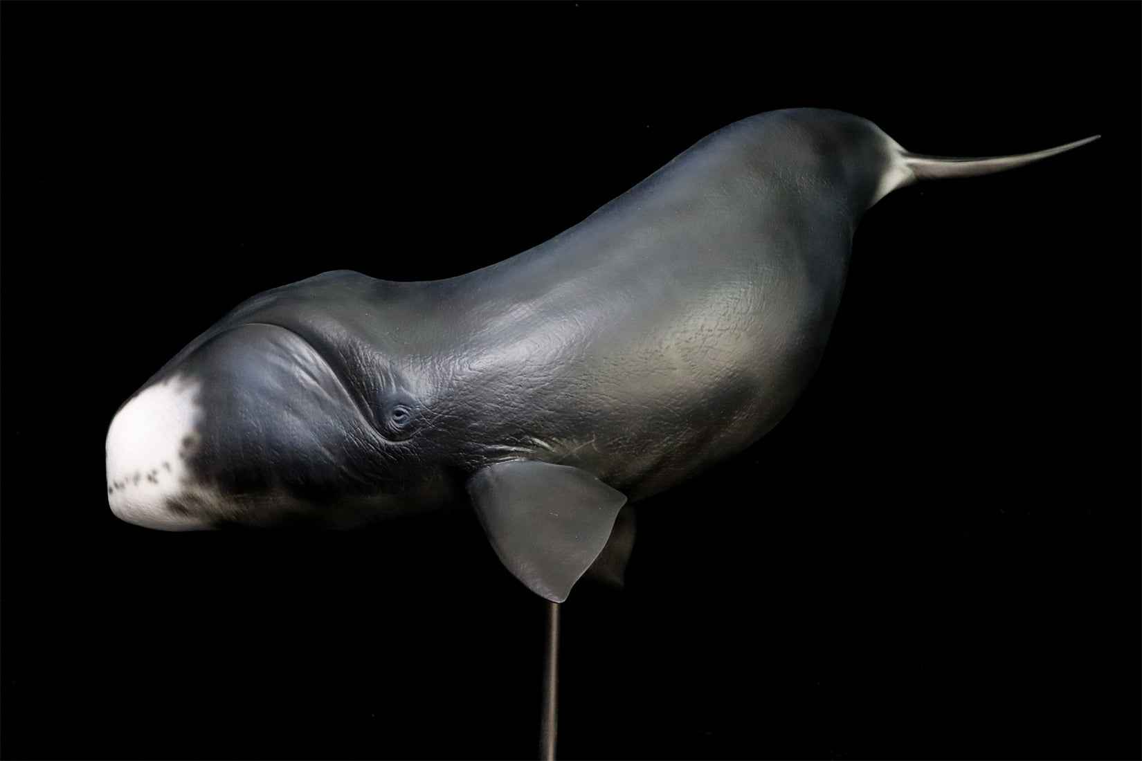 Sumeru Studio 1/35 Bowhead Whale Model