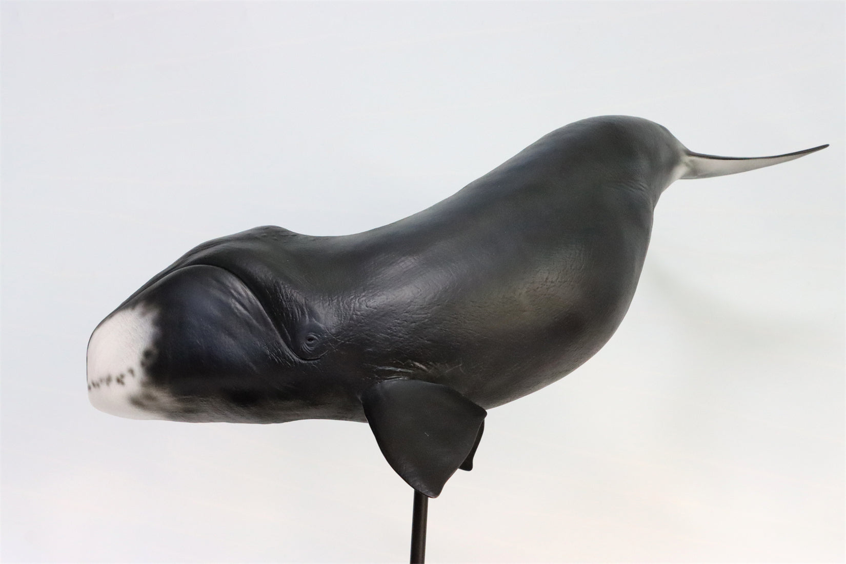Sumeru Studio 1/35 Bowhead Whale Model