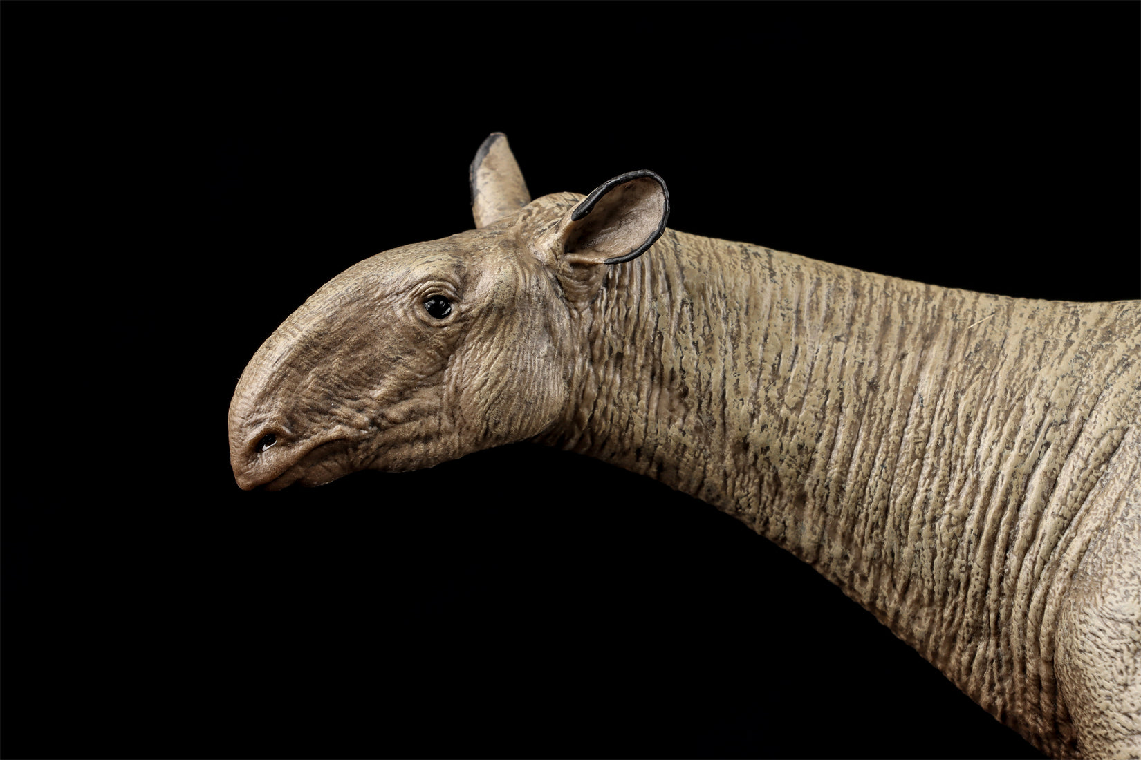 Eofauna 1:35 Scale Paraceratherium grangeri Figure