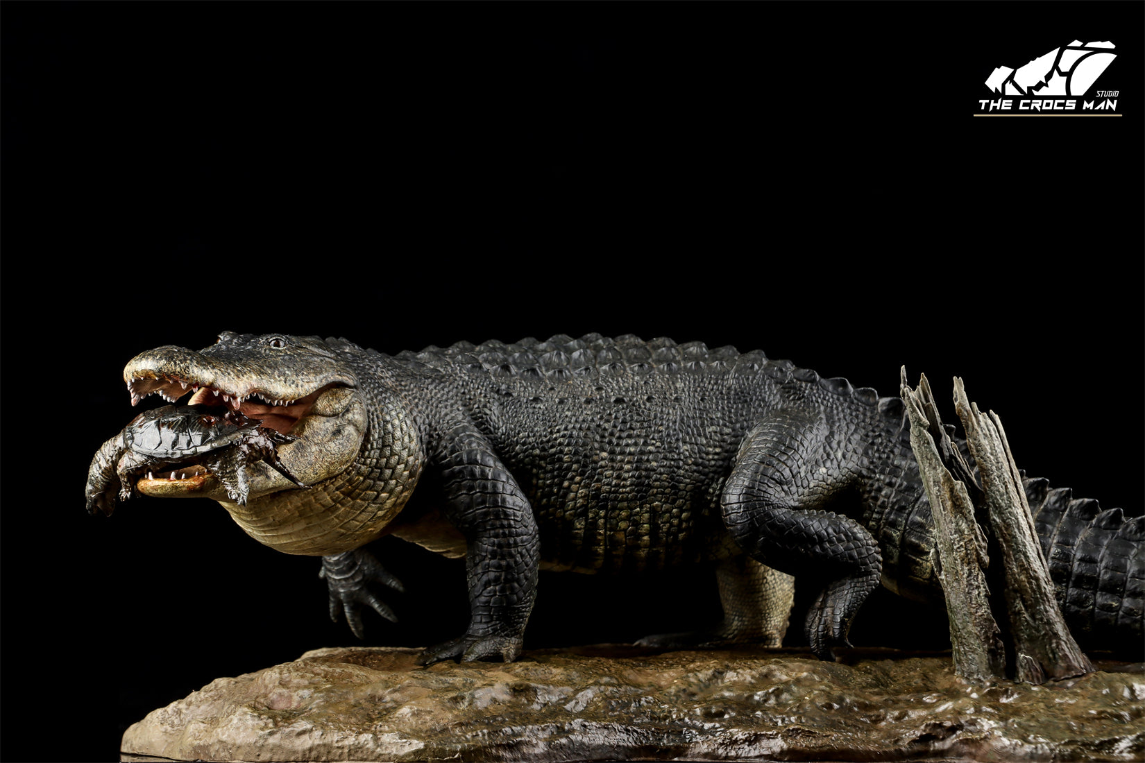 The Crocs Man Studio American Alligator Model