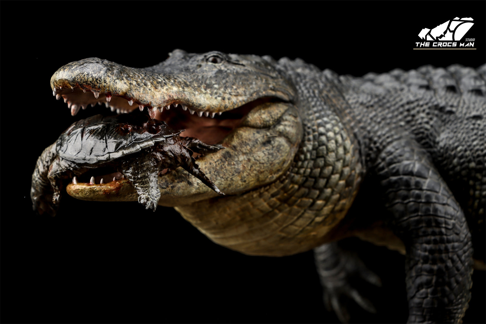 The Crocs Man Studio American Alligator Model