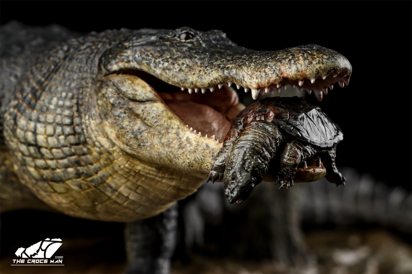 The Crocs Man Studio American Alligator Model