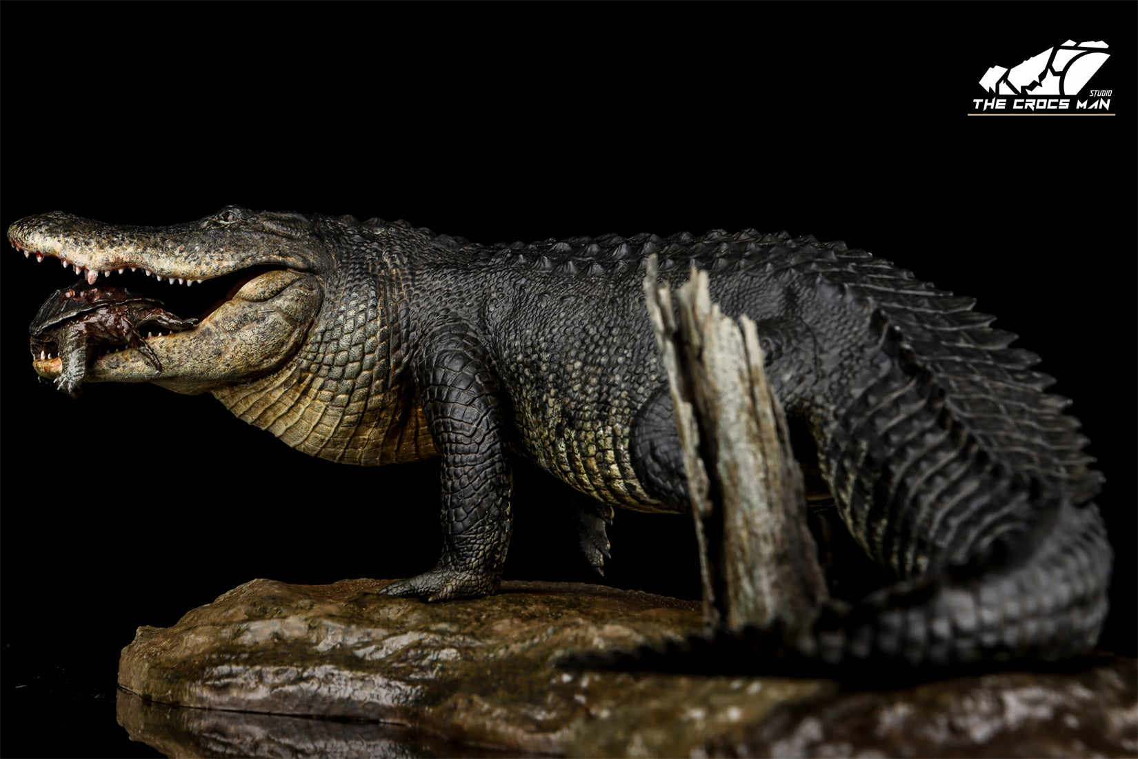 The Crocs Man Studio American Alligator Model