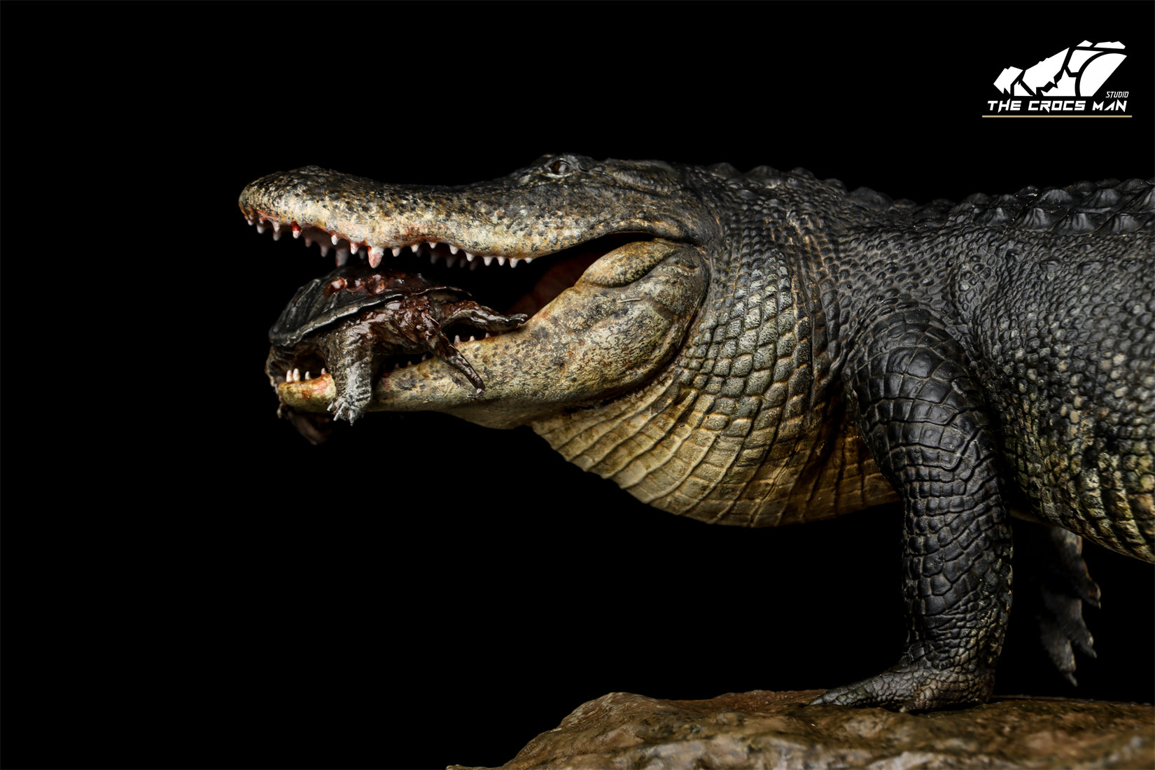 The Crocs Man Studio American Alligator Model