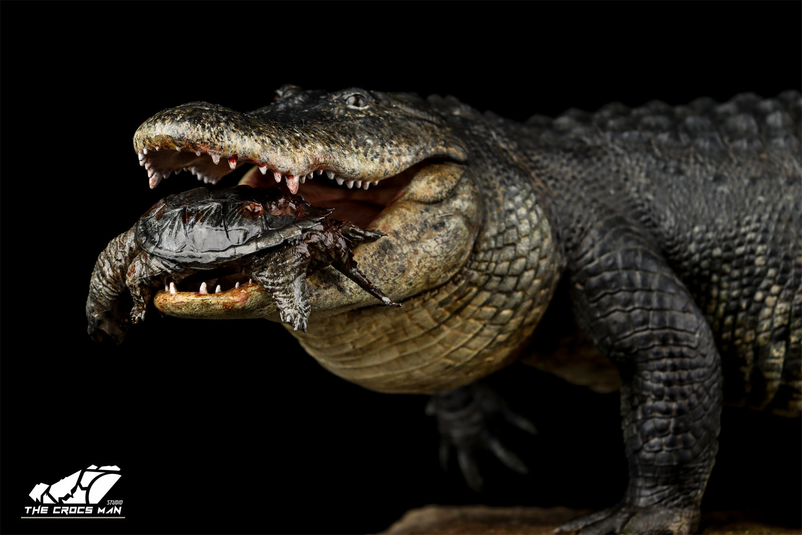 The Crocs Man Studio American Alligator Model