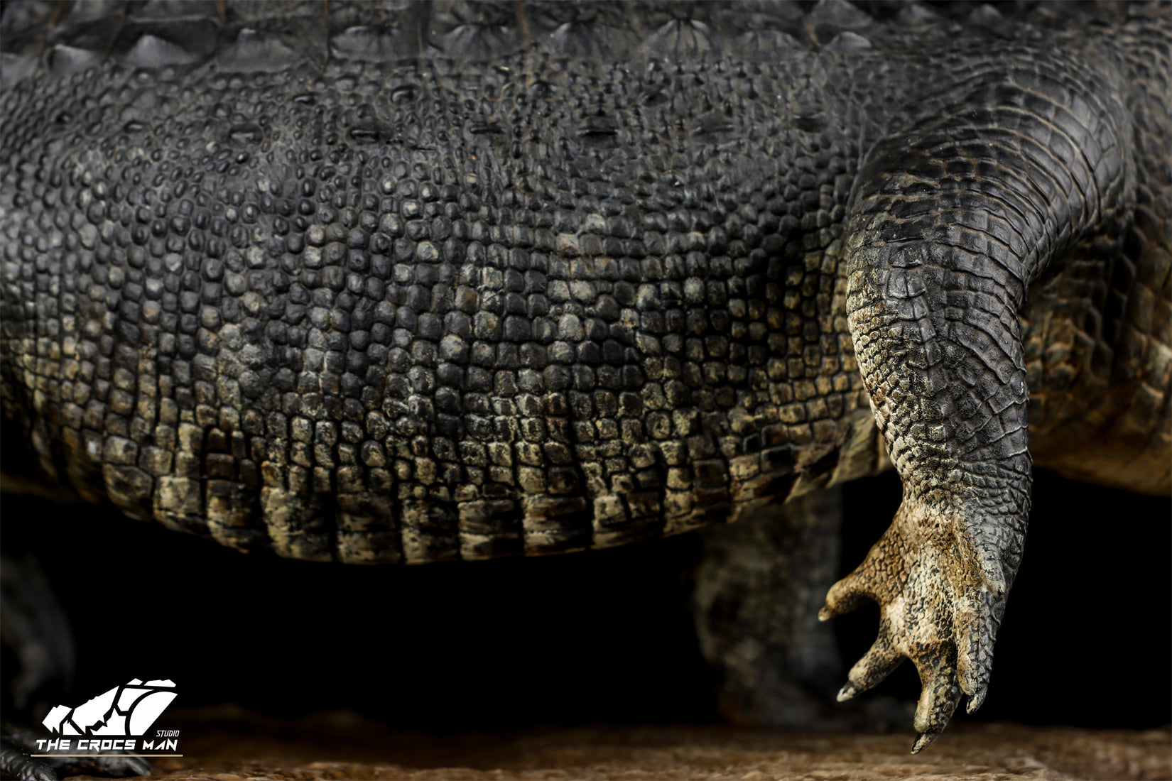 The Crocs Man Studio American Alligator Model