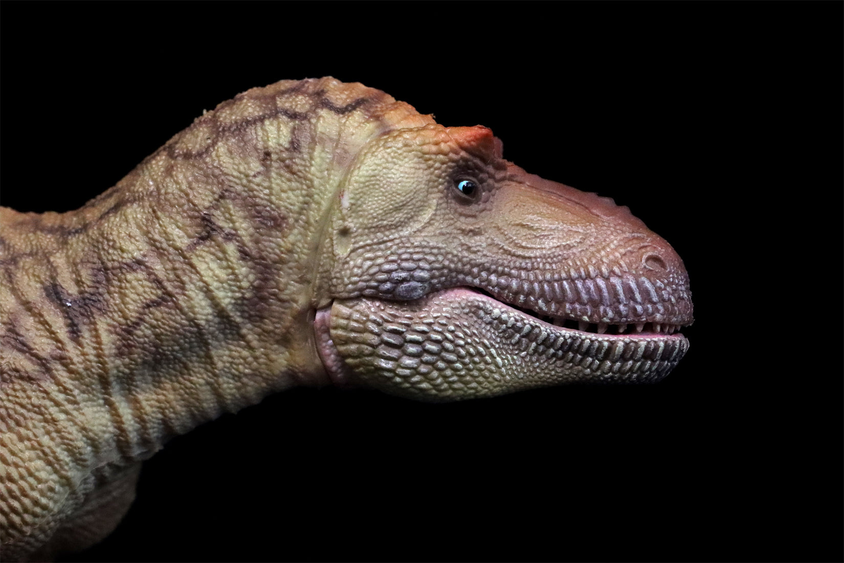 HAOLONGGOOD 1:35 Daspletosaurus Model