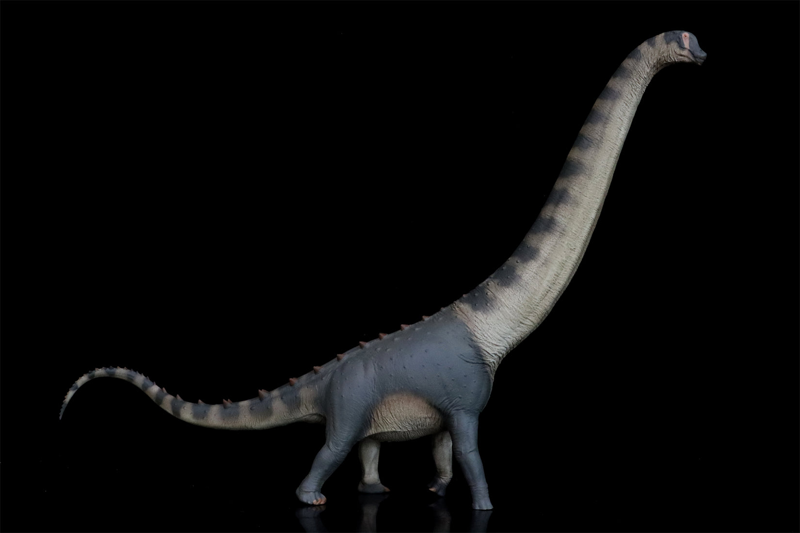 PNSO Alamosaurus Samuel Model
