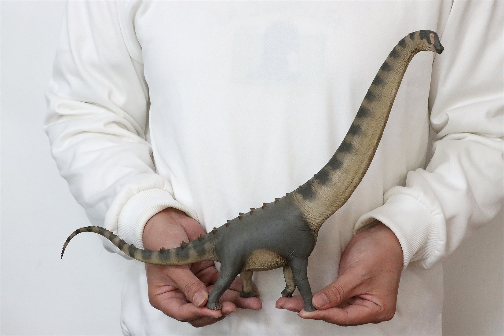 PNSO Alamosaurus Samuel Model