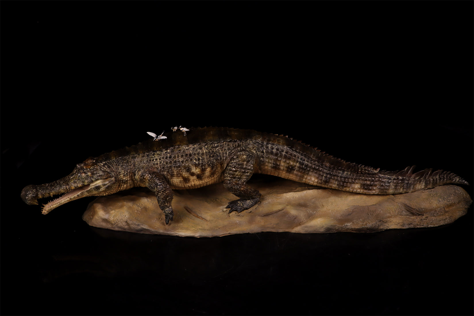 Anningpale 1:18 Scale Sarcosuchus imperator Model