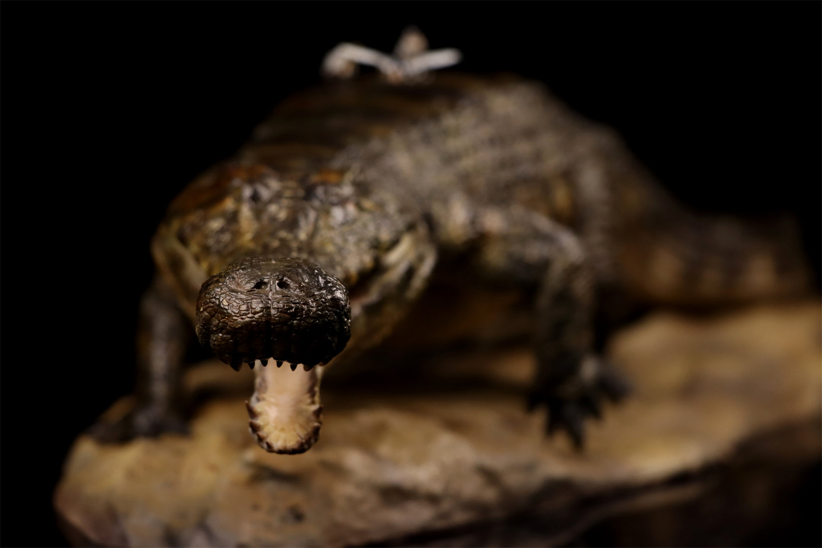 Anningpale 1:18 Scale Sarcosuchus imperator Model