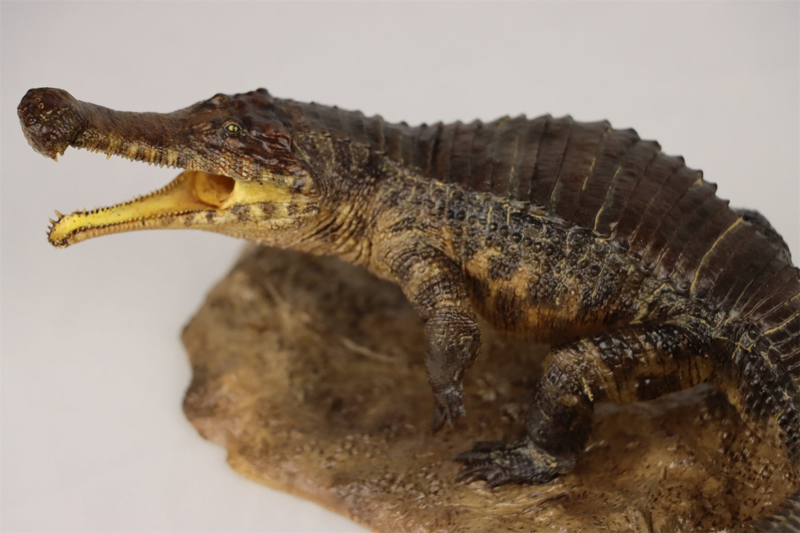 Anningpale 1:35 Scale Sarcosuchus imperator Model
