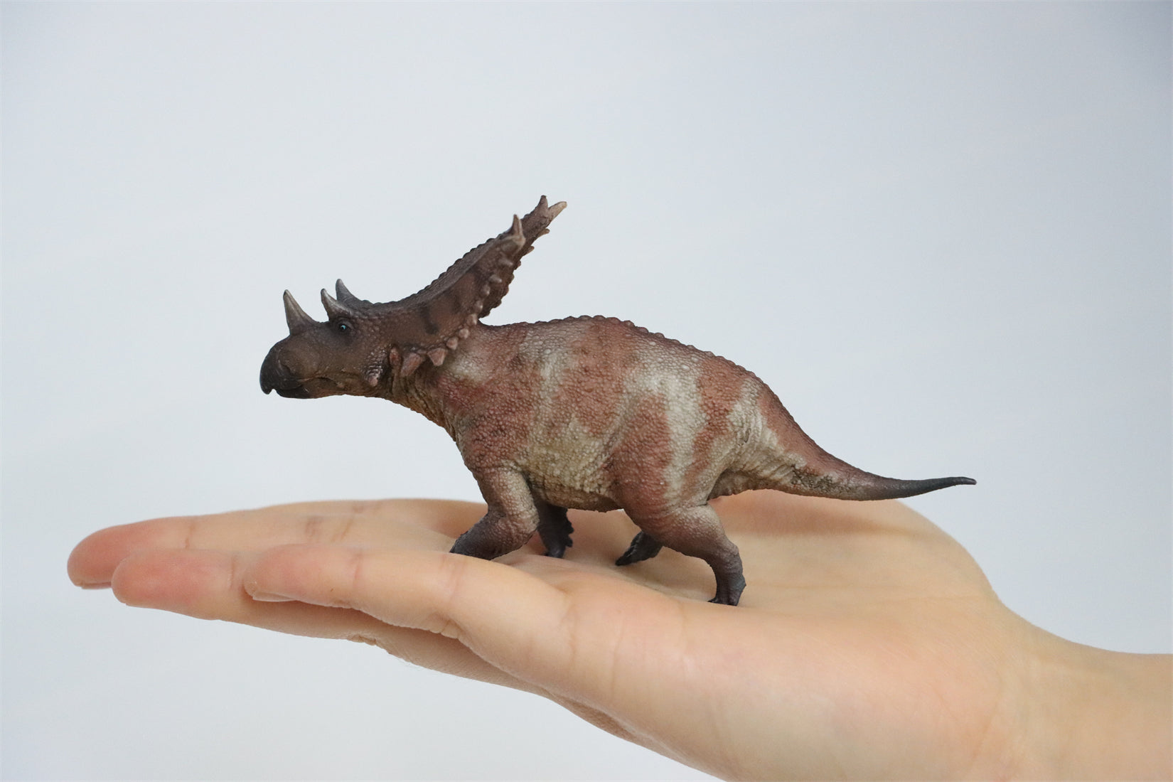 HAOLONGGOOD 1:35 Scale Chasmosaurus Model